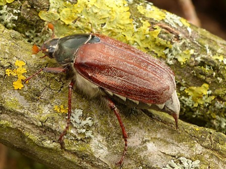 hanneton commun - melolontha melolontha