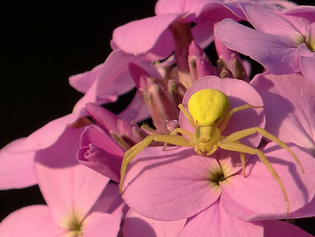 Thomise variable (Misumena Vatia)