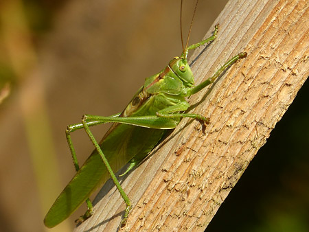 Grande sauterelle verte  (Tettigonia viridissima)