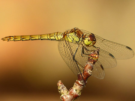 Sympetrum rayé (Sympetrum striolatum) femelle