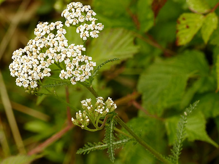 Achillée millefeuille (Achillea millefolium)