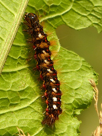 Noctuelle de la patience (Acronicta rumicis )