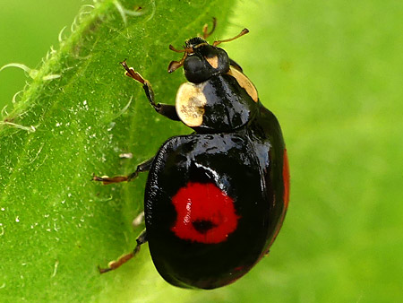 Coccinelle à deux points (Adalia bipunctata)