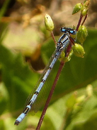 Agrion porte coupe mâle