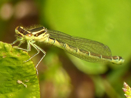 Agrion femelle