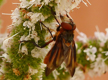 Alophore hémiptère (Phasia hemiptera)