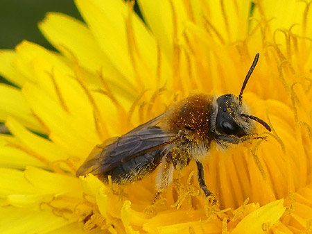 Andrène cul-rouille (Andrena haemorrhoa)