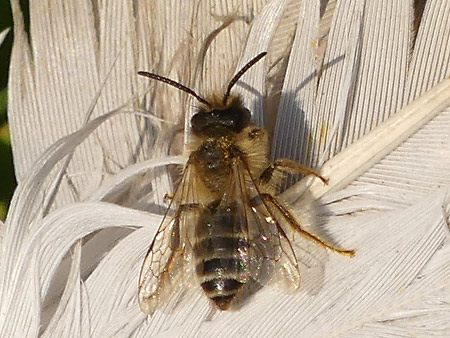 Andrène (Andrena sp.)