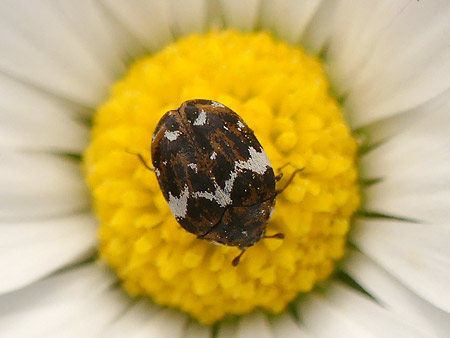 Anthrène (Anthrenus angustefasciatus)