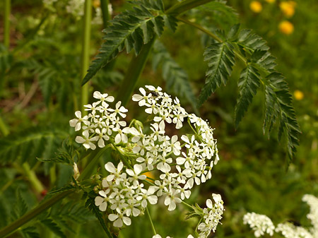 Cerfeuil sauvage (Anthriscus sylvestris)