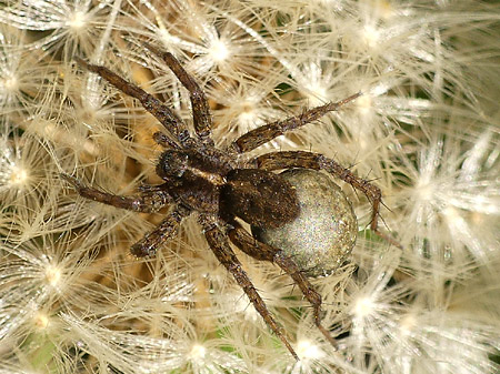 Pardosa (Pardosa sp.)