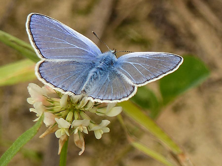 Argus bleu (Polyommatus icarus)