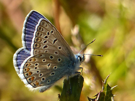 Argus bleu (Polyommatus icarus)