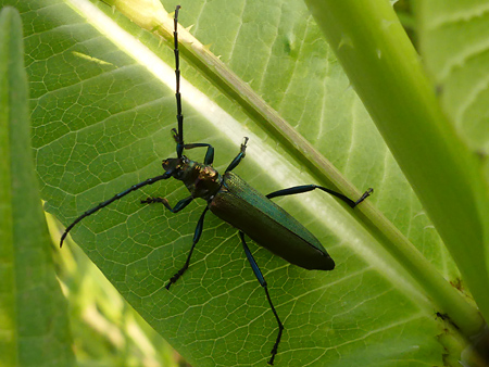 Aromie musquée (Aromia Moschata)