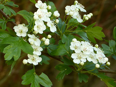 Fleurs d'uubépine monogyne (Crataegus monogyna)
