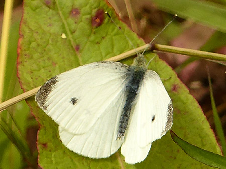 Aurore (Anthocharis cardamines)