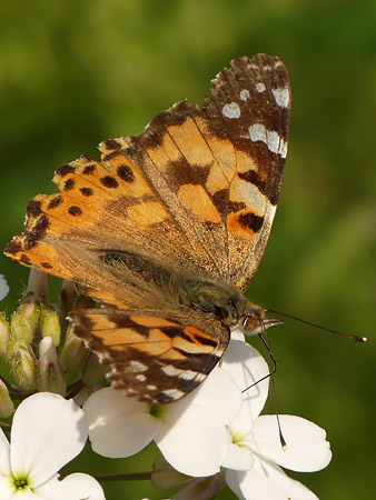 Vanesse du chardon (Vanessa cardui)