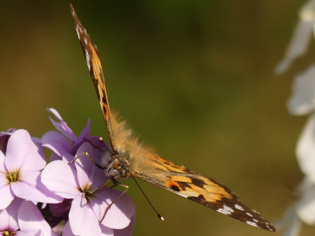 Vanesse du chardon (Vanessa cardui)