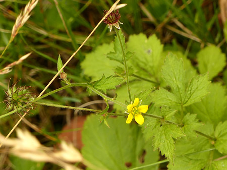 Benoîte commune (Geum urbanum)