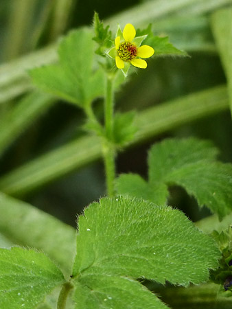 Benoîte commune (Geum urbanum