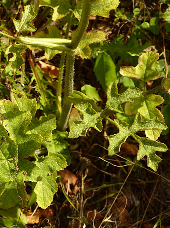Feuilles berce commune (Heracleum sphondylium)