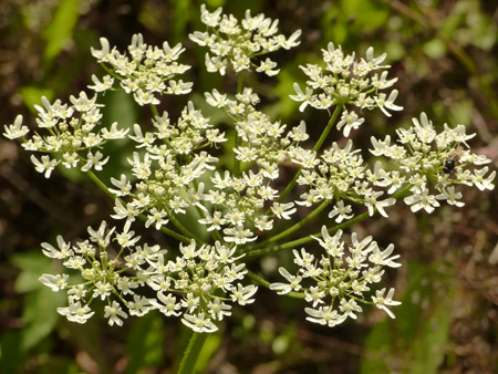 Fleur berce commune (Heracleum sphondylium)