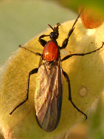 Bibion (Bibio anglicus)