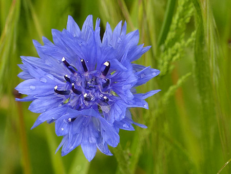 Bleuet (Cyanus Segetum  Hill)