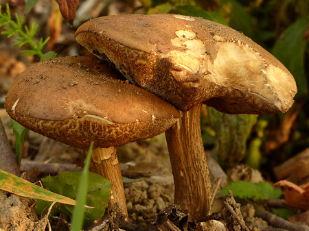 Bolet rude (Leccinum scabrum)