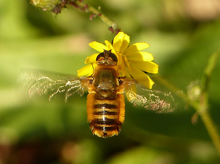 Bombyle (Villa sp.)