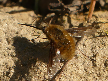 Grand bombyle (Bombylius major)