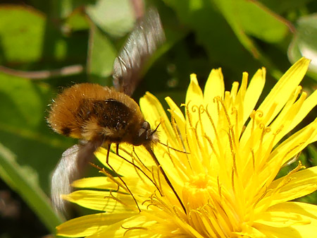 Bombyle (bombylius sp.)