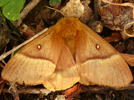 Bombyx du Trèfle (Lasiocampa trifolii)