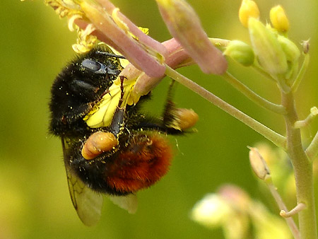 Bourdon des pierres (Bombus groupe lapidarius)