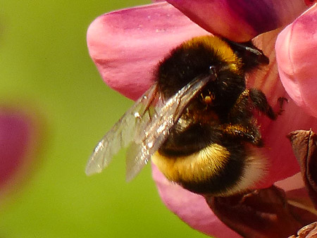 Bombus (terrestribombus) sp.