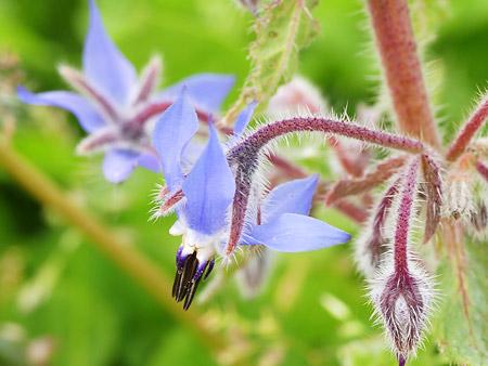 fleur de bourrache