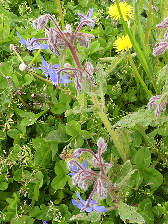 plant de bourrache