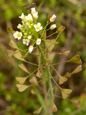 Bourse à pasteur (Capsella bursa-pastoris)