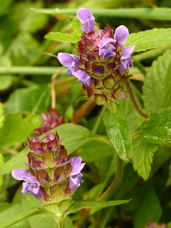 Brunelle commune (Prunella vulgaris)