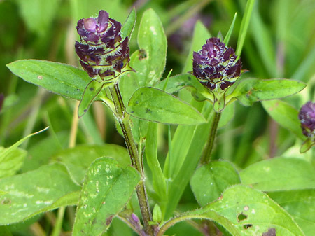 Brunelle commune (Prunella vulgaris)