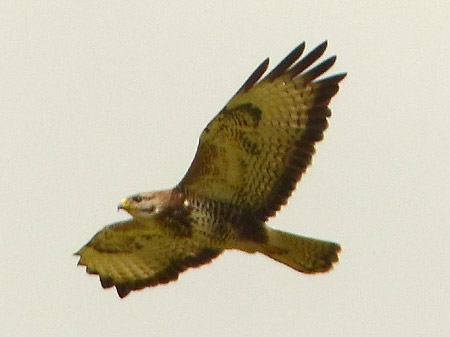 Buse  variable (Buteo buteo)