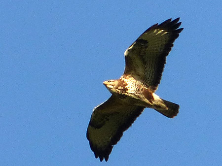 Buse  variable (Buteo buteo)