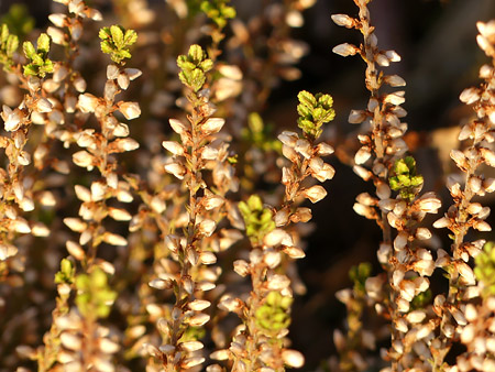 Callune (Calluna vulgaris)