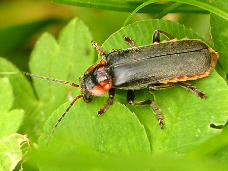 Cantharide commune (Cantharis fusca)