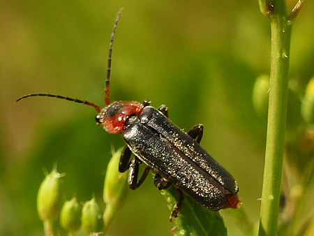 Cantharide commune (Cantharis fusca)