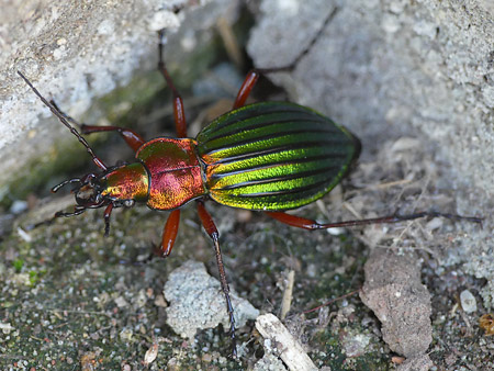 Carabe à reflet cuivré (Carabus auronitens)