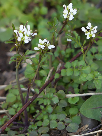 Cardamine hirsute (Cardamine hirsuta)