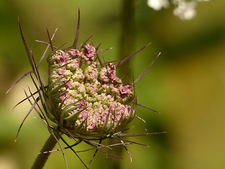 Carotte sauvage (Daucus carota)