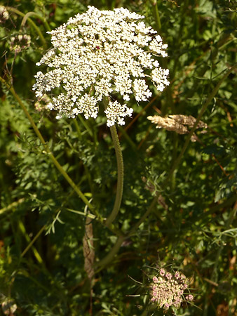 Habitus carotte sauvage (Daucus carota)