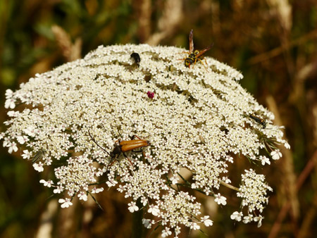 ombelle de carotte sauvage (Daucus carota)